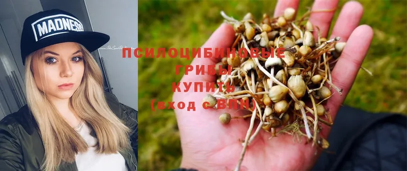 mega ссылка  Ирбит  Псилоцибиновые грибы Psilocybine cubensis 